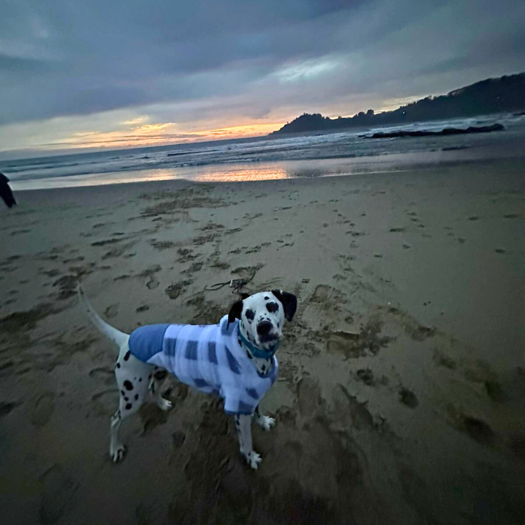 Polerón de corderito para perros | Abrigo cálido y suave | Hecho en Chile