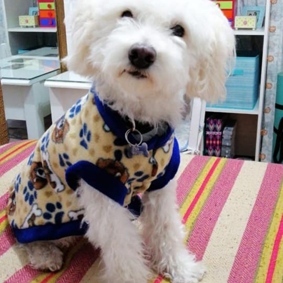 Capas de polar para perros todos los tamaños | Abrigadoras, suaves y cómodas
