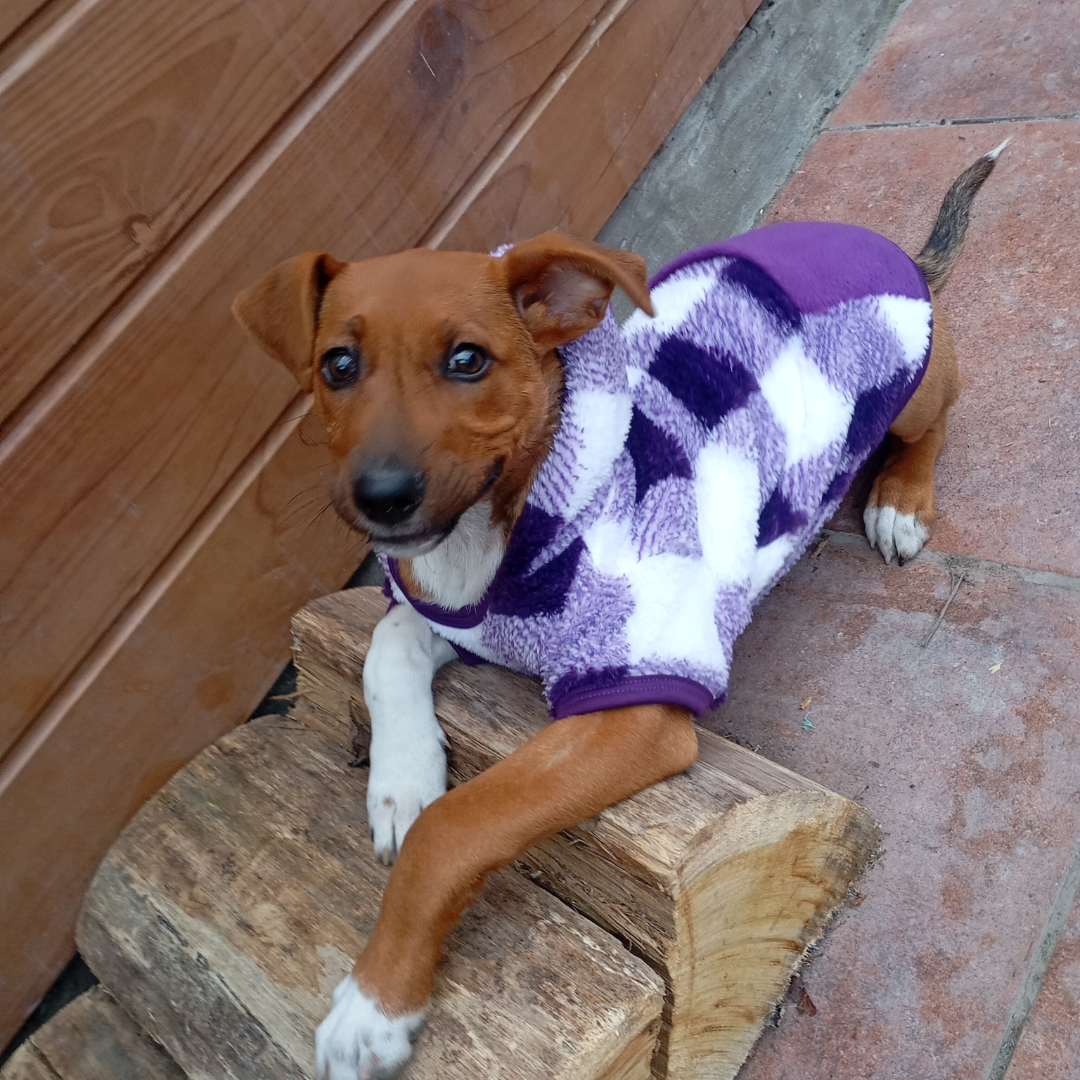 Polerón de corderito para perros | Abrigo cálido y suave | Hecho en Chile