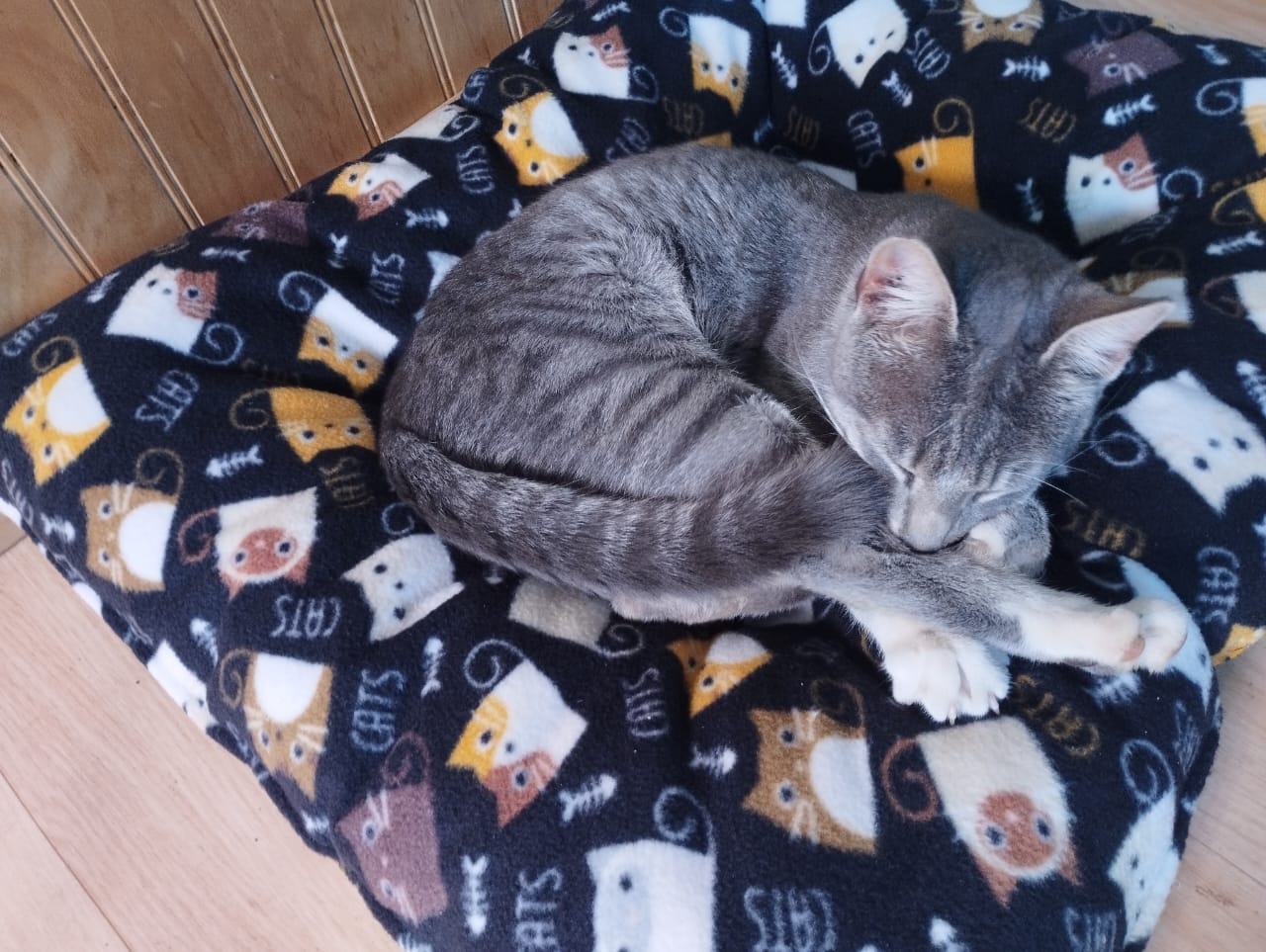 Cama impermeable para gatos | Polar térmico | Cómoda y lavable