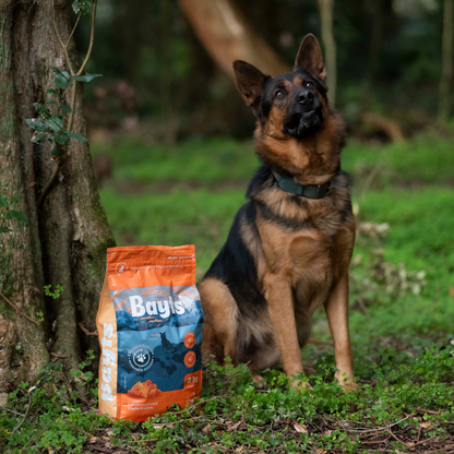Alimento Bayts Perro Adulto 3kg - Trucha | Nutrición Completa